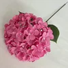 Rosa rosa
