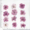 Sakura viola intenso rosa