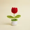 Planta de tulipán rojo en maceta