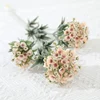 Alyssum dolce
