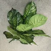 Hoja de oreja de elefante de 18 puntas
