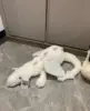Snow Dragon