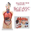 Torso masculino de 85 cm, 19 piezas desmontables.