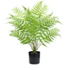Fougère occidentale 70cm-18 feuilles