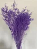 Rosa viola