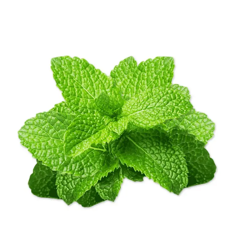 有机有机留香薄荷薄荷香料 - buy pure spearmint mentha spicata