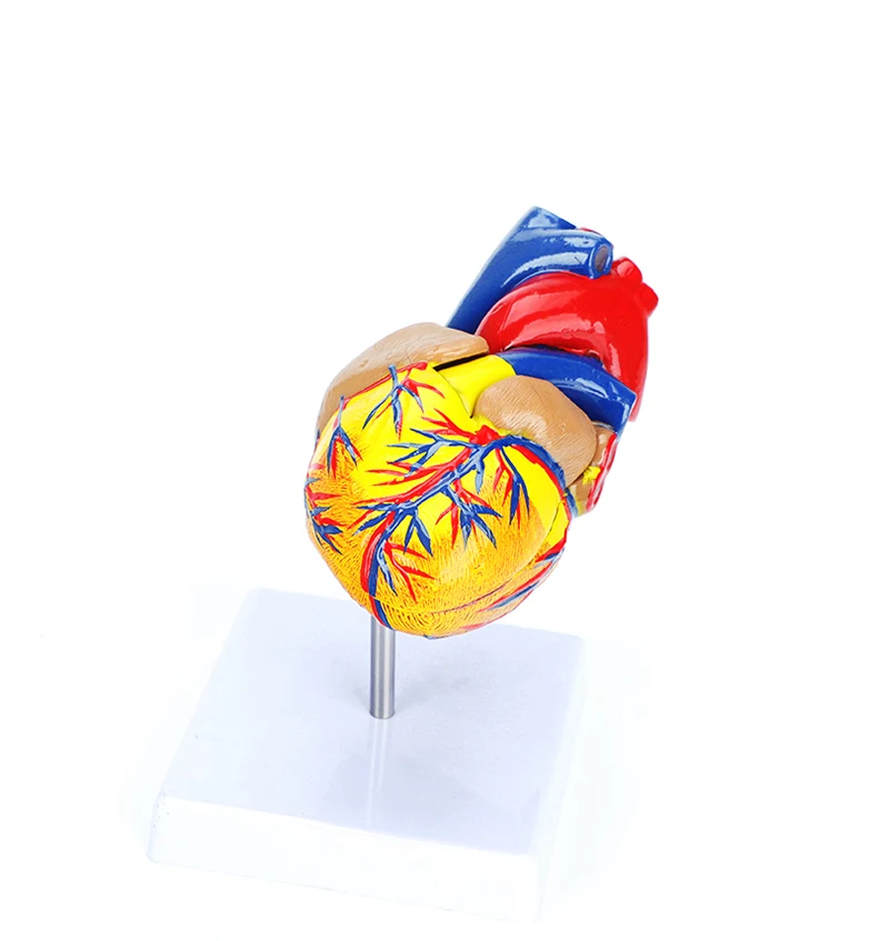 Medical Cardiac Anatomy Human Heart Model for Cardiology Ultrasound Surgery Training