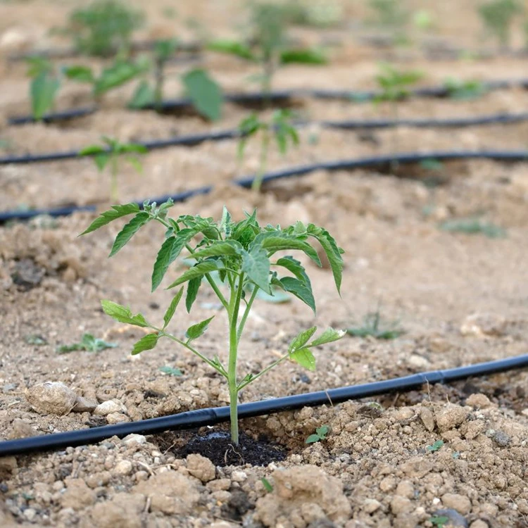 Drip Irrigation Hoses for Watering. Drip Pipe 16mm 0.8thickness 30cm Hole Space 500m/roll Drip Line Irrigation