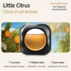 Little Citrus Citrus Fruit Aroma