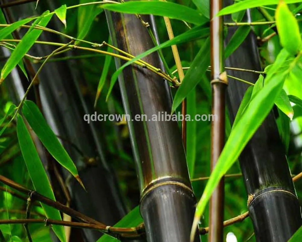 лощина черного бамбука китай