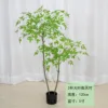 Nandina 120-210cm