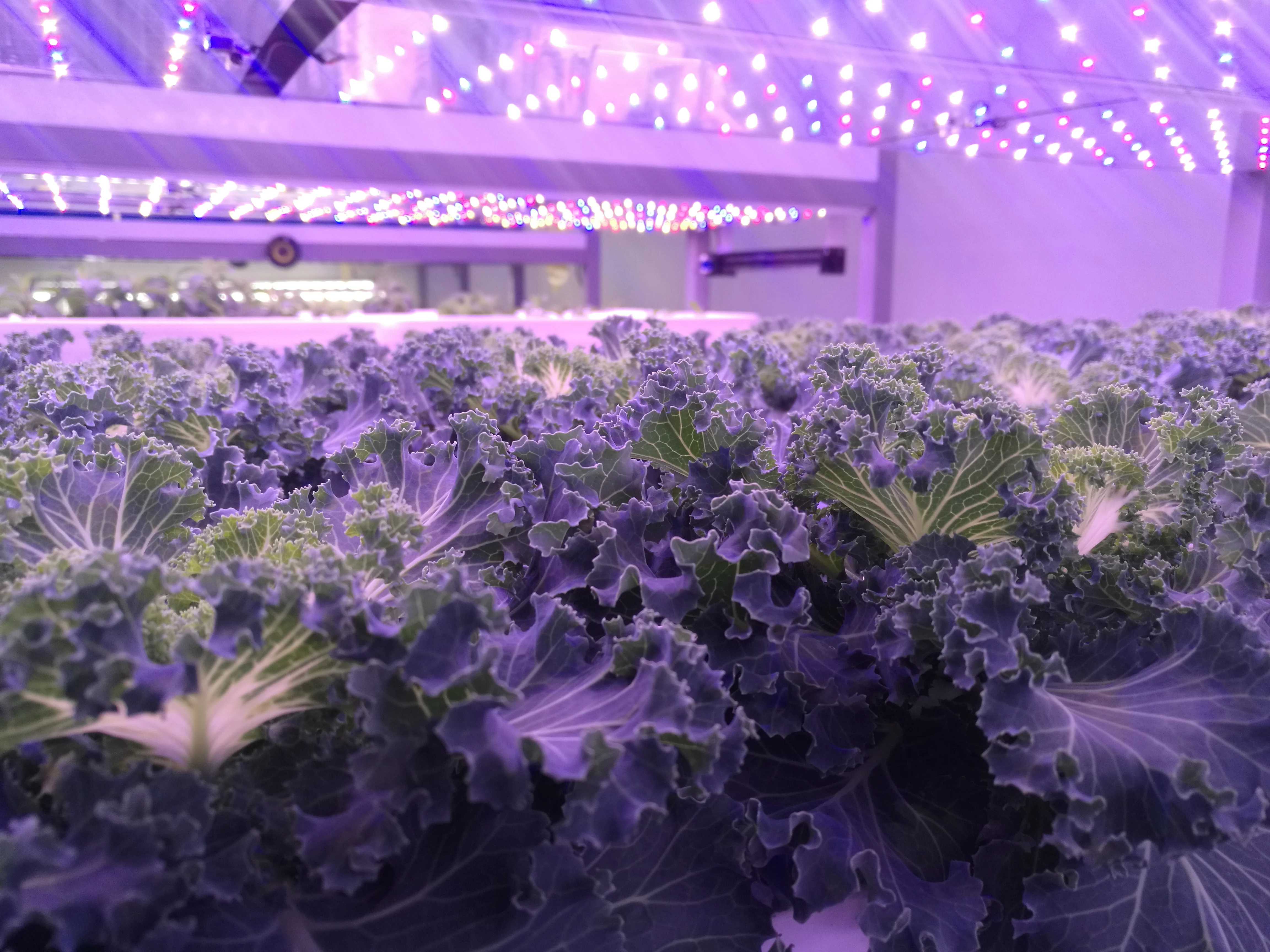 Hydroponic System Container Hydroponic Farm  Plant Factory Vertical Indoor Hydroponic Farms