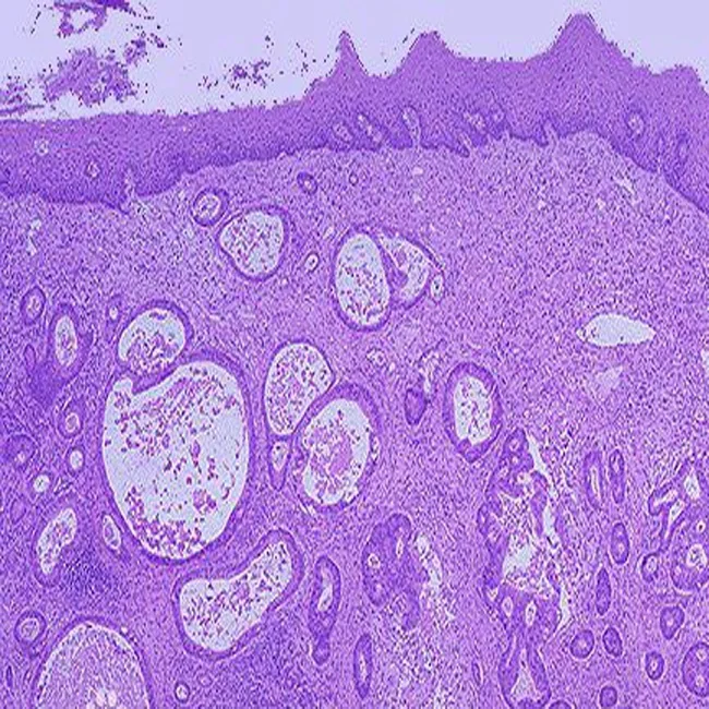 Набор слайдов для медицинских и медицинских студентов, 100 шт.