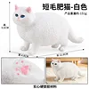 แมวอ้วนขนสั้น M-2819 สีสันสดใสเป็นสีขาว