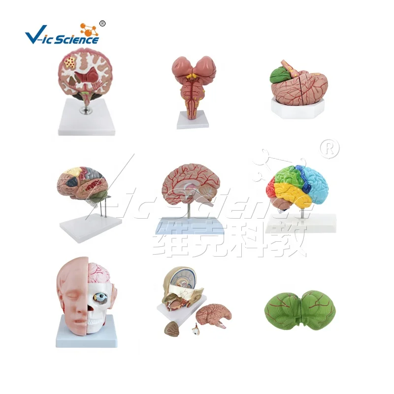 Teaching Human Body Enlarge Half Right Eyeball Dissection Model Eyeball Anatomy Human Eye Model Medical Science Education Model