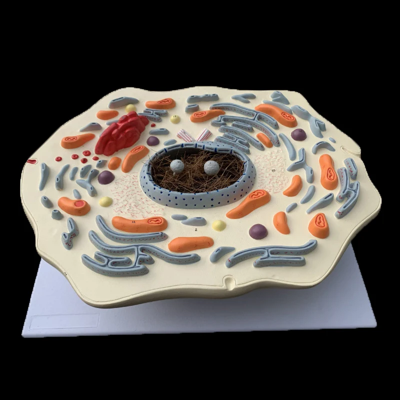 Hot Sale PVC Intuitional Teaching Aid Submicroscopic Animals Cell Model for Training Anatomical Model