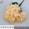 ช่อดอกไฮเดรนเยียสีแชมเปญ
