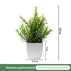Romarin en pot