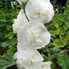Bianco a doppio petalo