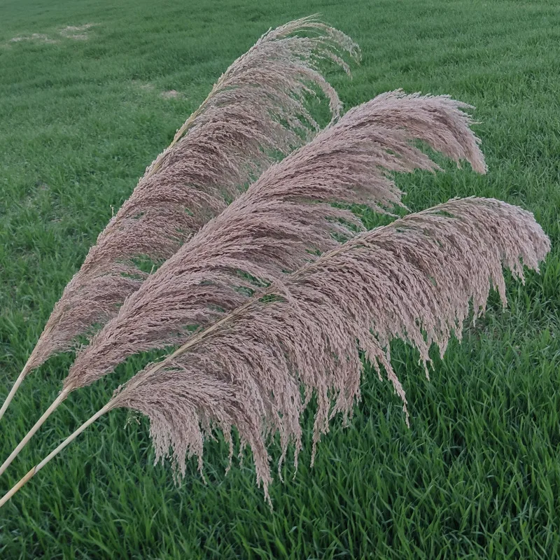 buy large pampas grass for home or weddings decoration,2021