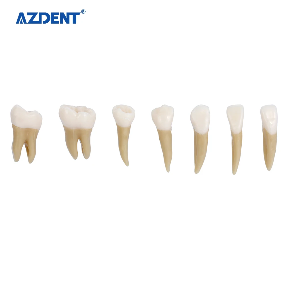 Набор пластиковых моделей частиц зубов для обучения, обучения и обучения, 1:1