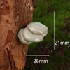 No. 6 Flat Mushroom