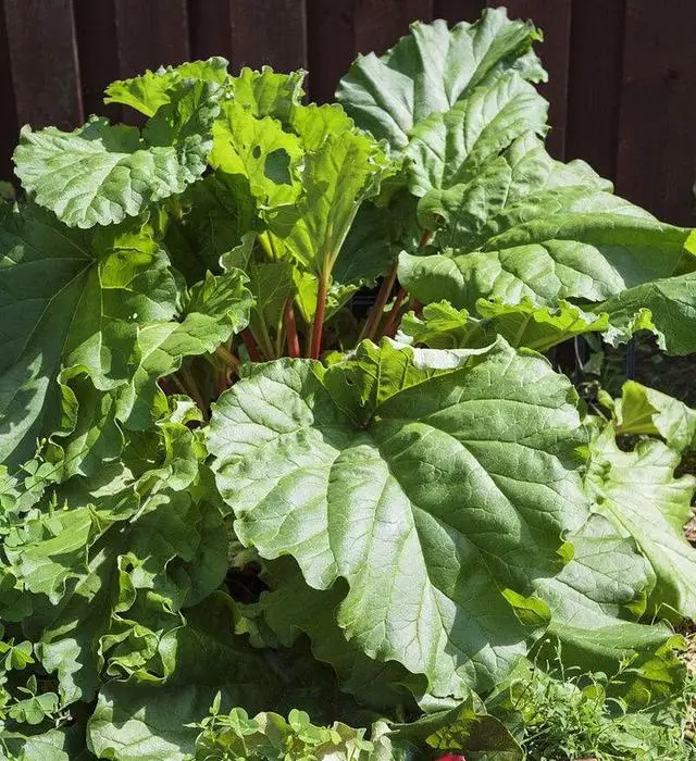 Rhubarb Plant Extract Natural Rhubarb Root Extract Rhubarb Extract