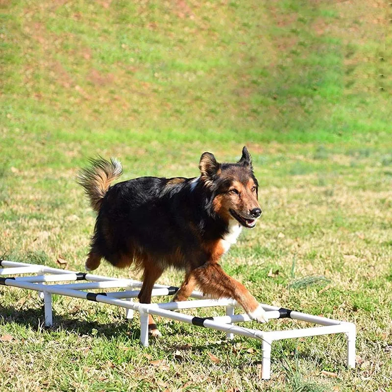 Dog Workout Equipment Dog Obstacle Course Pet Outdoor Game Dogs Agility Training Ladder