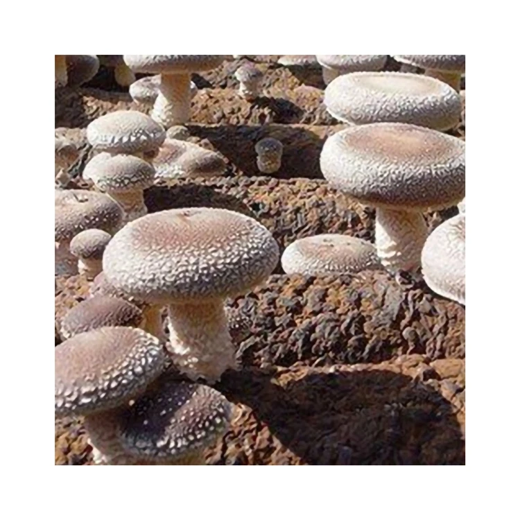 Изысканная ручная работа, цельная форма, мясистый сушеный гриб шиитаке для ежедневного еды