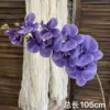 Platycodon grandiflorum purple nine-headed phalaenopsis