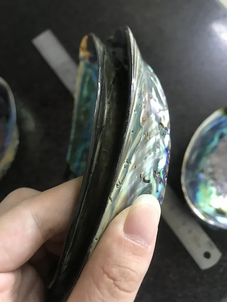 Large Polished Abalone Shell Clean and Smooth Edge Paua Shell