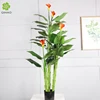 Plante en pot de lys Calla de 160 cm