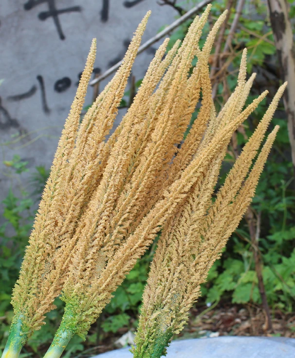 Factory Direct Sales Artificial Crops/natural Appearance Decoration