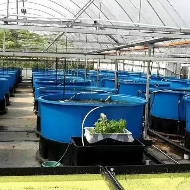 Lyine Commercial Aquaponics System for Fish and Plant Grow Together  Soilless Culture Hydroponic Agriculture
