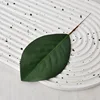 Film Feuille de Magnolia - Moyen