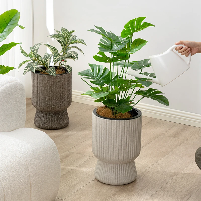palm indoor plant Majesty Palm – Hey Rooted