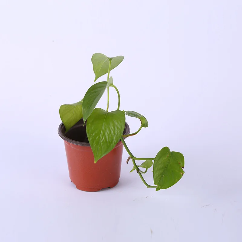 Пластиковый горшок для