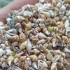 Conchiglie piccole beige da 100 pezzi