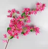 116  cm Bougainvillea 6