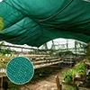 Verde claro