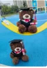 Oso graduado de cuello blanco