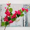 2 rami Bougainvillea-1