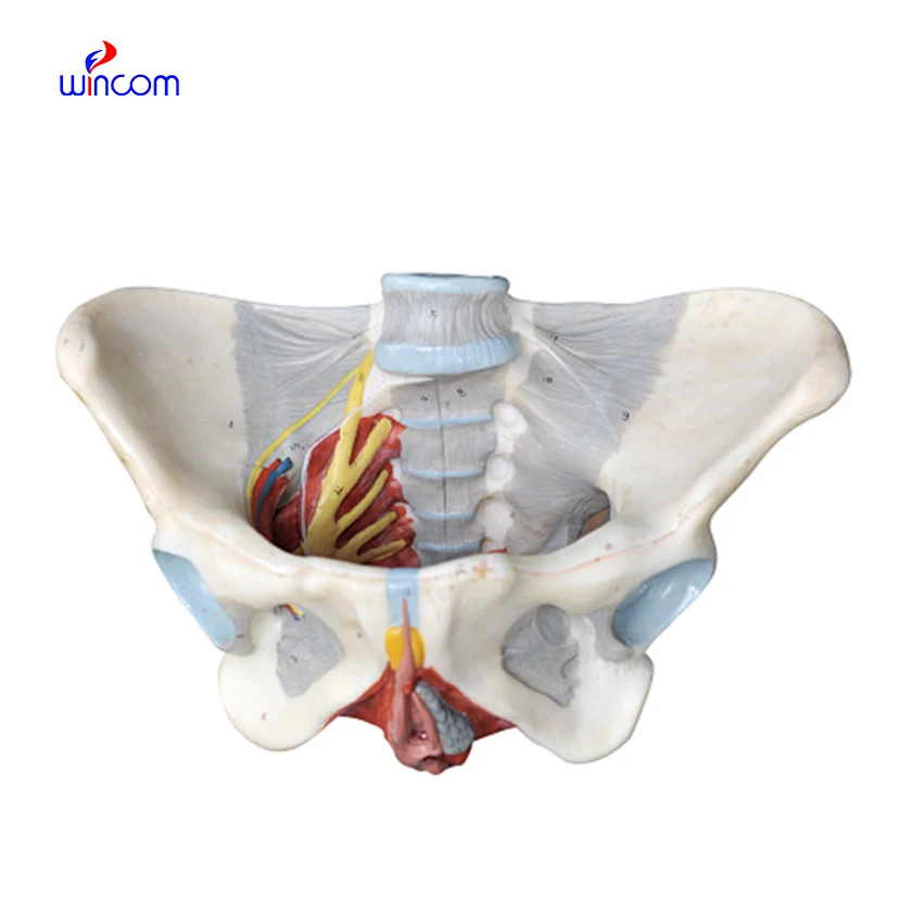Modello Anatomico Utero Femminile – Struttura Vagina 23x17x5,5cm PVC – Per Insegnamento