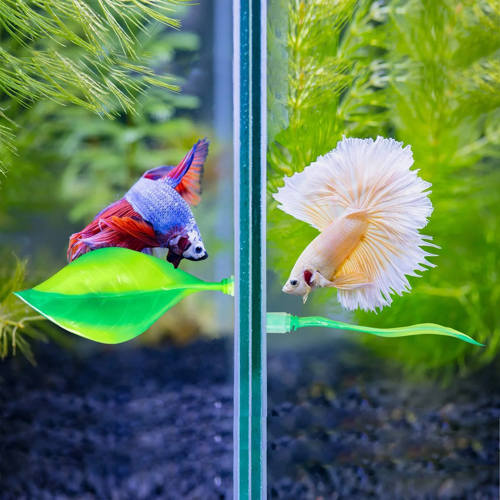 betta fish accessories canada Colorful Silicone Betta Fish Leaf Pad Betta Hammock for Betta Fish to Rest  Fish Tank Decorations Aquarium Accessories