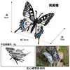 Colorida mariposa cola de golondrina M-3089