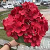 5 hortensias rouges de Malaga