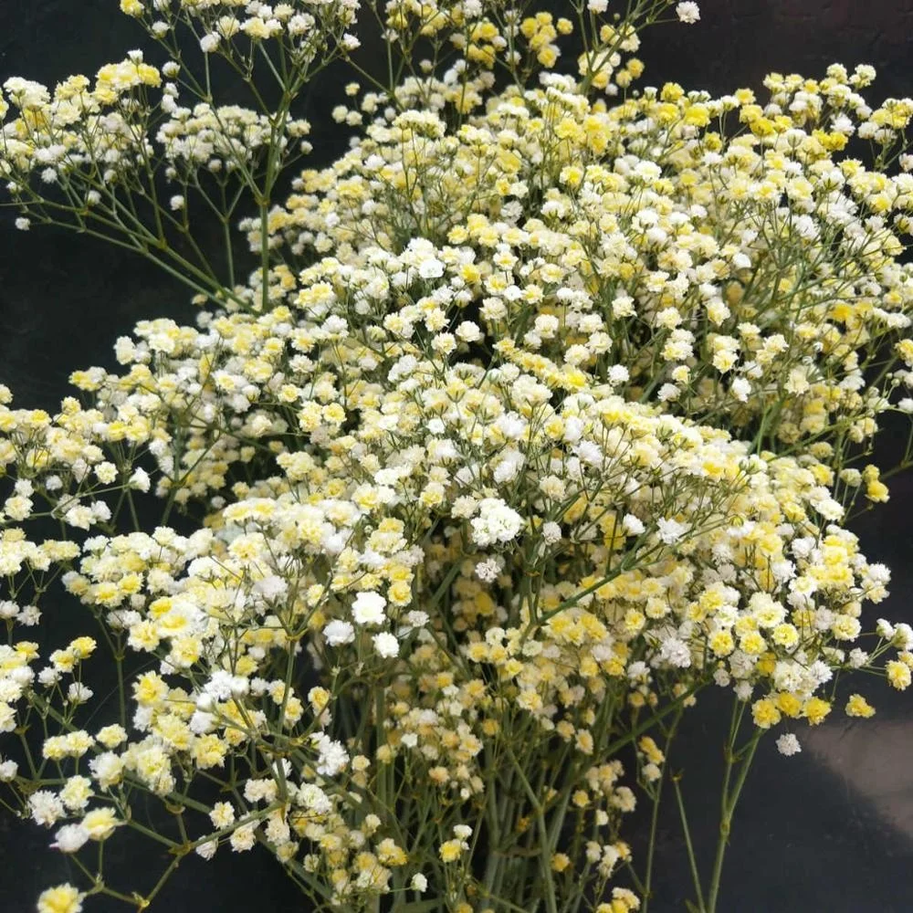 
Консервированный цветок babysbreath для домашней цветочной композиции, 1 комплект из 100-120 граммов для изготовления изделий ручной работы 