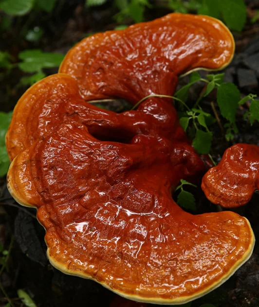 High Grade Sliced Lingzhi Mushroom Herbal Tea Herbal Tea Organic Lingzhi Cleansed Slim Tea