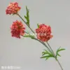 Cordyceps Sinensis de Pino, Naranja-Rojo