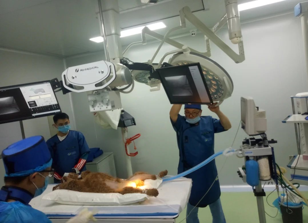 Animal Hopital Digital Radiography DR Xray Imaging of Animals ...